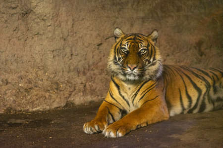 Tiger in the zoo in The Netherlands, Diergaarde Blijdorp