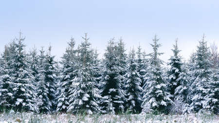 Winter wonderland in the Belgium Ardennes close to Manhay.