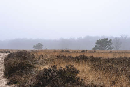 Foggy day at the Ermelosche Heide, Ermelo Netherlands.の写真素材