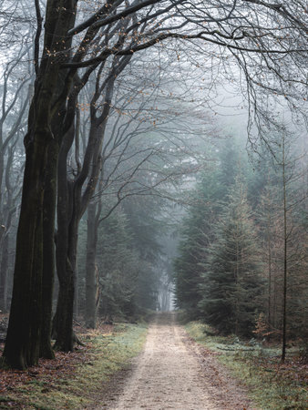 Foggy day in the forest in The Netherlands, Speulderbos Veluwe.の写真素材