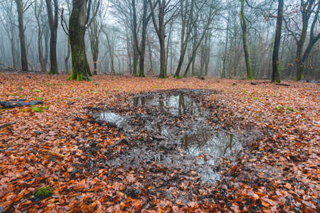 Foggy day in the forest in The Netherlands, Speulderbos Veluwe.の写真素材