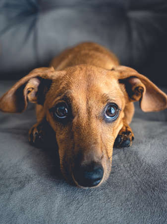 Brown puppy looking cute into the camera.の写真素材