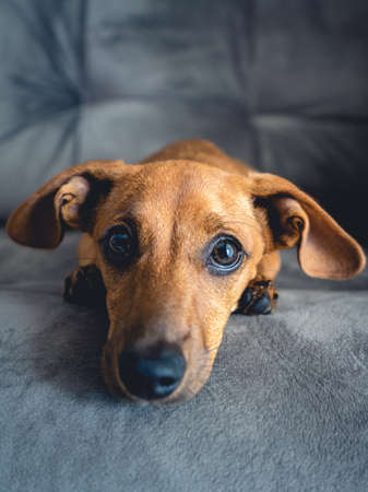 Brown puppy looking cute into the camera.の写真素材