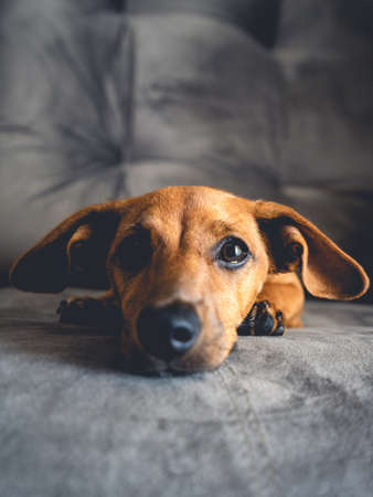 Brown puppy looking cute into the camera.の写真素材