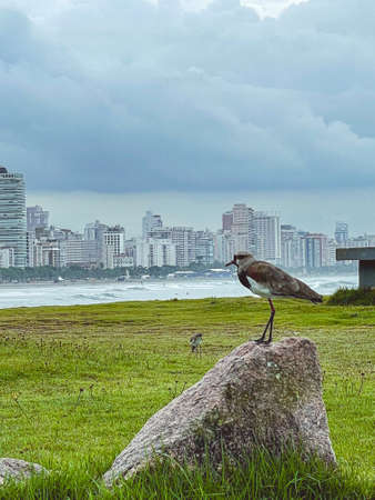 The beautiful beach of Santos, Sao Paulo, Brazil.の写真素材