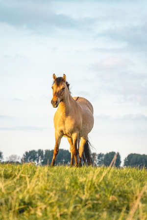 Wild horses in the fields in Wassenaar The Netherlands.の写真素材