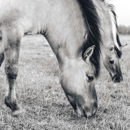 Wild horses in the fields in Wassenaar The Netherlands.の写真素材
