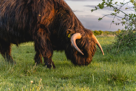 Highlander cows in the dunes of Wassenaar The Netherlands.の写真素材
