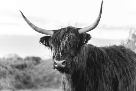 Highlander cows in the dunes of Wassenaar The Netherlands.の写真素材