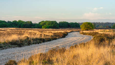 Early morning during sunrise at the Ermelosche Heide, The Netherlands.の写真素材