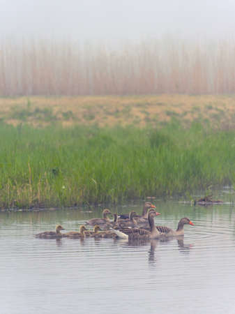 family of goose in the river. Kinderdijk The Netherlands.の写真素材