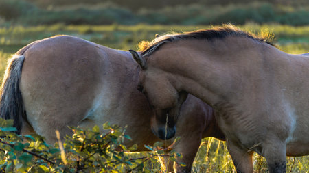 Wild horses in the fields in Wassenaar The Netherlands.の写真素材