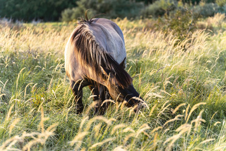 Wild horses in the fields in Wassenaar The Netherlands.の写真素材