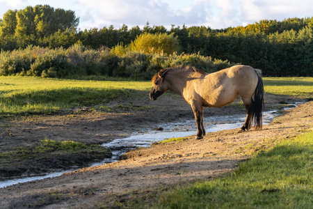 Wild horses in the fields in Wassenaar The Netherlands.の写真素材