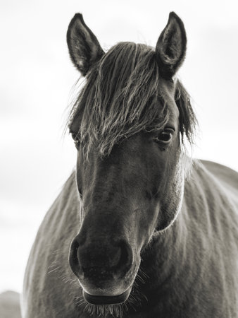 Wild horses in the fields in Wassenaar The Netherlands.の写真素材