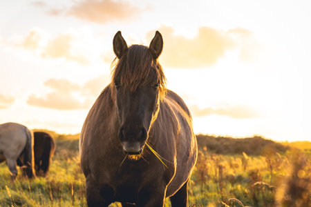 Wild horses in the fields in Wassenaar The Netherlands.の写真素材