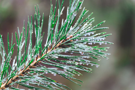 Close up from Pine trees with water drops on it.