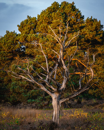 Old Dead trees at the Noorderheide, Elspeet, The Netherlands.