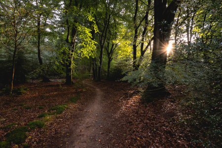 Sunny day at the speulderbos in Putten, The Netherlands