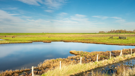 Overview from the wetlands in Burgh-Haamstede, with cows, Zeeland The Netherlands.の写真素材