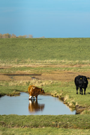 Overview from the wetlands in Burgh-Haamstede, with cows, Zeeland The Netherlands.の写真素材