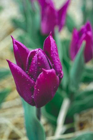 Beautiful purple tulips with water drops on the petals.
