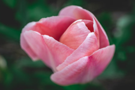 Beautiful pink tulip flower in the garden. soft focus.の写真素材