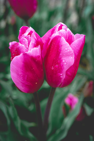 Beautiful pink tulips with drops of water on the petalsの写真素材