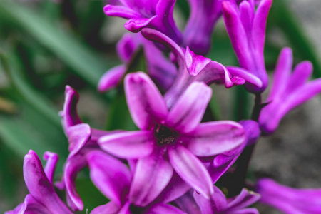 Close up of purple hyacinth flowers in bloom. Spring flowers.の写真素材