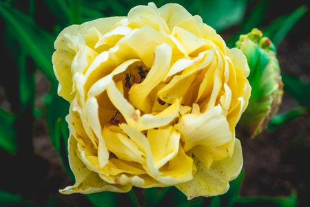 Yellow tulip in the garden. Spring flowers. Close-up.の写真素材