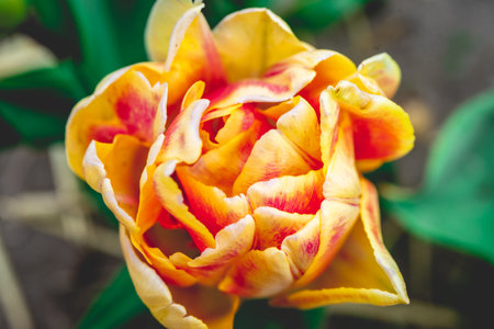 Beautiful tulips in the garden. Colorful spring flowers.の写真素材