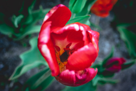 Red tulips in the garden. Close up. Selective focus.の写真素材