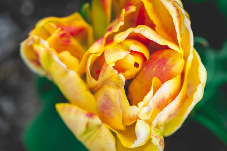 Close up of yellow tulips in the garden. Selective focus.の写真素材