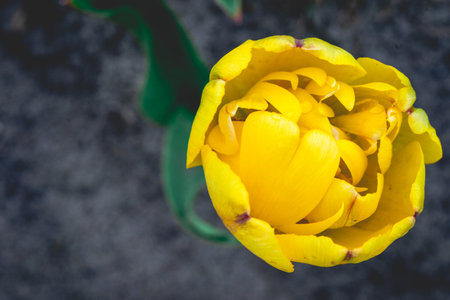 Yellow tulip on the background of the earth. Top view.の写真素材
