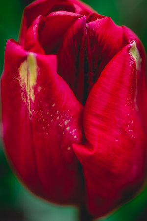 Red tulip with water drops on petals close up, selective focusの写真素材