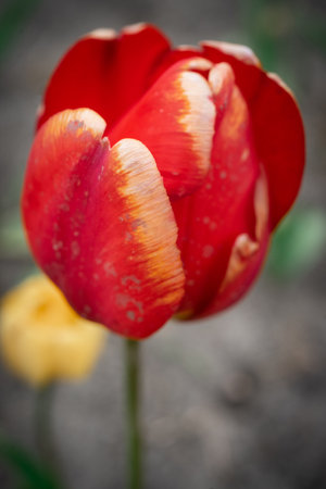 Red tulip on a background of yellow tulips in the gardenの写真素材