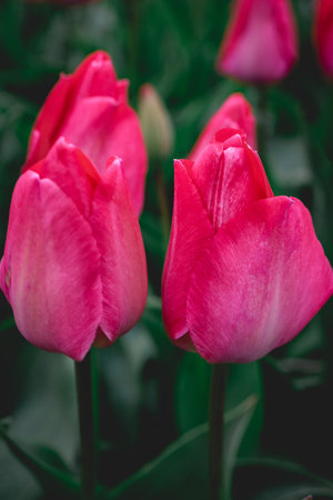 Beautiful pink tulips in the garden. Selective focus.の写真素材