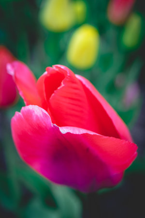 Tulip flowers blooming in the garden. Selective focus.の写真素材