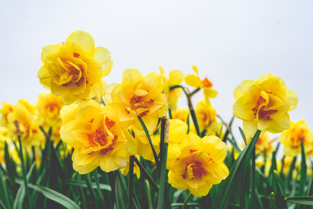 Yellow daffodils blooming in the garden. Spring background.の写真素材