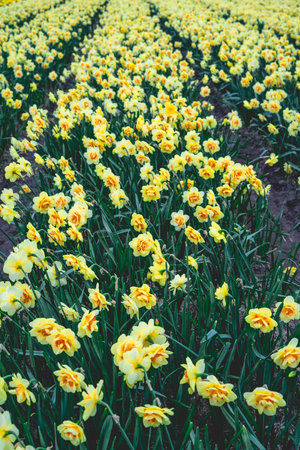 Yellow daffodils on a field in Holland, Netherlands.の写真素材