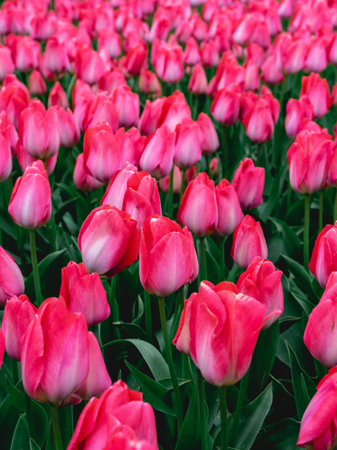 Beautiful pink tulips in the garden. Spring flowers background.の写真素材