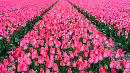 Tulip fields in the Netherlands with pink and white tulipsの写真素材