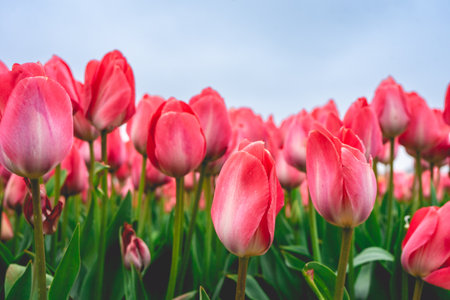 Colorful tulip flowers bloom in the spring garden. Natural floral background.の写真素材