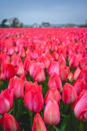 Colorful tulips in an agricultural field in sunlight in springtimeの写真素材
