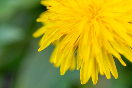 Flowers in the garden at springtime.の写真素材