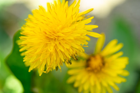 Flowers in the garden at springtime.の写真素材
