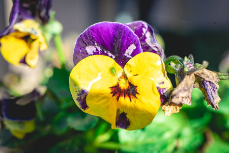 Flowers in the garden at springtime.の写真素材