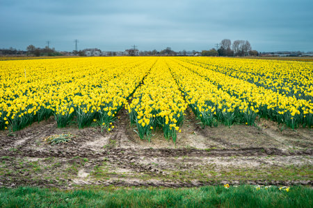 Yellow flowers at the fields in Lisse, The Netherlands.の写真素材