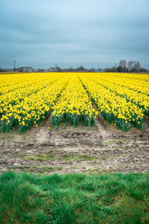 Yellow flowers at the fields in Lisse, The Netherlands.の写真素材