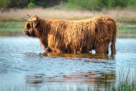 Highlander cow going for a swim in the lake. Wassenaar, The Netherlands.の写真素材